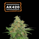 AK420 Auto - SEED STOCKERS | TanieSianie.pl