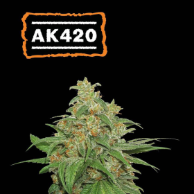 AK420 Auto - SEED STOCKERS | TanieSianie.pl