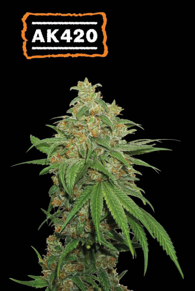 AK420 Auto - SEED STOCKERS | TanieSianie.pl