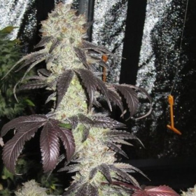 Black Kush - THE CALI CONNECTION | TanieSianie.pl