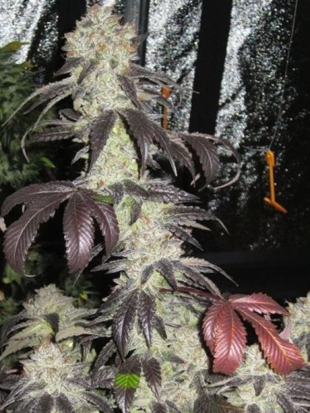 Black Kush - THE CALI CONNECTION | TanieSianie.pl