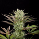 Deep Cheese - DINAFEM | TanieSianie.pl