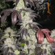 Black Kush - THE CALI CONNECTION | TanieSianie.pl