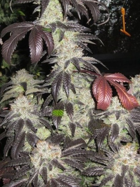Black Kush - THE CALI CONNECTION | TanieSianie.pl