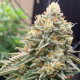 Corleone Kush - THE CALI CONNECTION | TanieSianie.pl