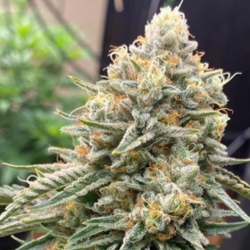 Corleone Kush - THE CALI CONNECTION | TanieSianie.pl