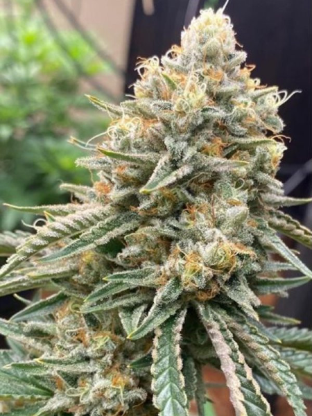 Corleone Kush - THE CALI CONNECTION | TanieSianie.pl