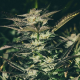 Jupiter OG Kush - THE CALI CONNECTION | TanieSianie.pl