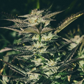 Jupiter OG Kush - THE CALI CONNECTION | TanieSianie.pl