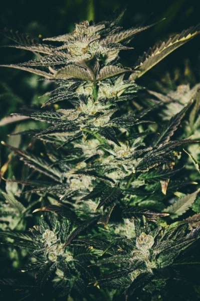 Jupiter OG Kush - THE CALI CONNECTION | TanieSianie.pl
