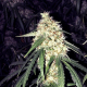 Strawberry OG - THE CALI CONNECTION | TanieSianie.pl