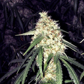Strawberry OG - THE CALI CONNECTION | TanieSianie.pl