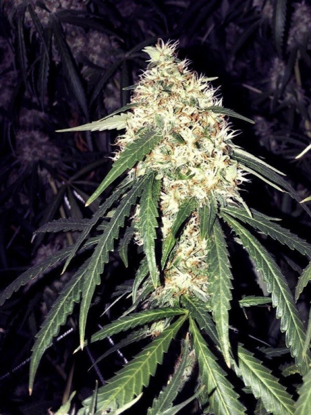 Strawberry OG - THE CALI CONNECTION | TanieSianie.pl