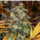 Strawberry OG - THE CALI CONNECTION | TanieSianie.pl