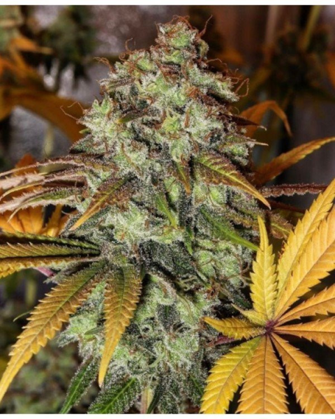 Strawberry OG - THE CALI CONNECTION | TanieSianie.pl
