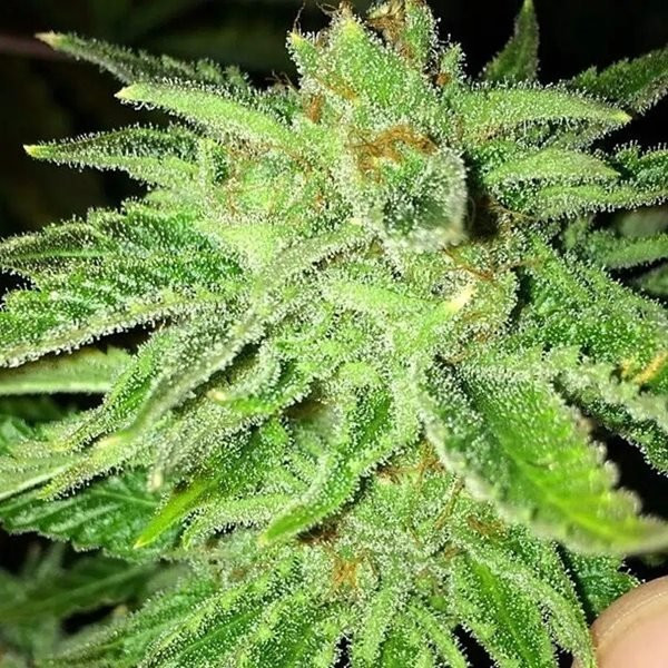 Strawberry OG - THE CALI CONNECTION | TanieSianie.pl