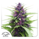 Shaman - DUTCH PASSION | TanieSianie.pl