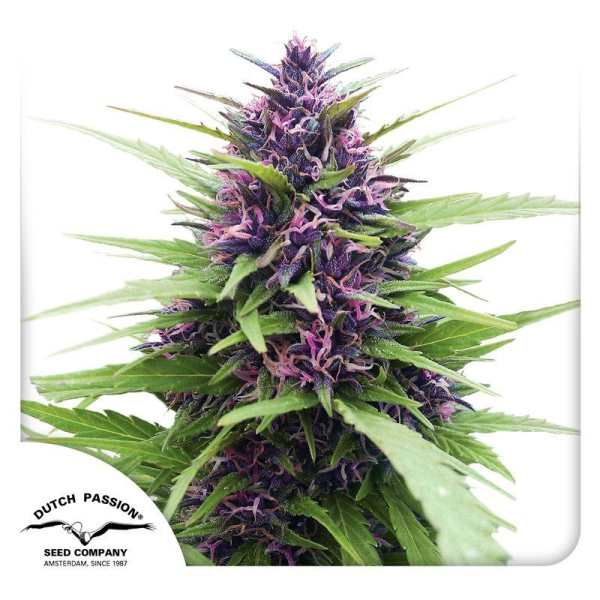 Shaman - DUTCH PASSION | TanieSianie.pl