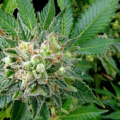 Diesel - DINAFEM