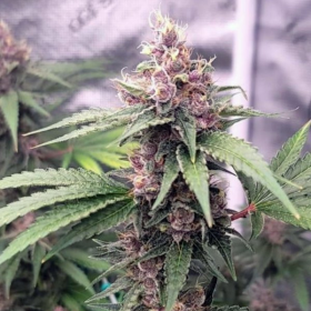 Island Punch Auto - THE CALI CONNECTION | TanieSianie.pl