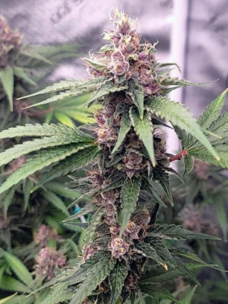 Island Punch Auto - THE CALI CONNECTION | TanieSianie.pl