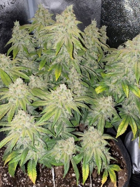 Deadhead OG Auto - THE CALI CONNECTION | TanieSianie.pl