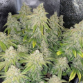 Deadhead OG Auto - THE CALI CONNECTION