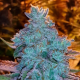 Girl Scout Cookies Auto - THE CALI CONNECTION | TanieSianie.pl