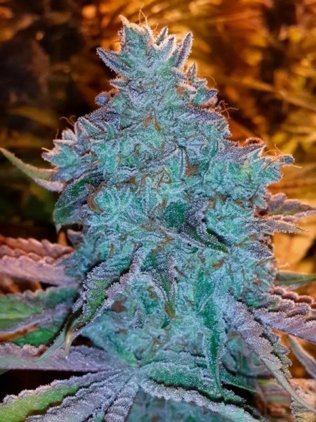 Girl Scout Cookies Auto - THE CALI CONNECTION | TanieSianie.pl