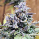 Girl Scout Cookies Auto - THE CALI CONNECTION | TanieSianie.pl