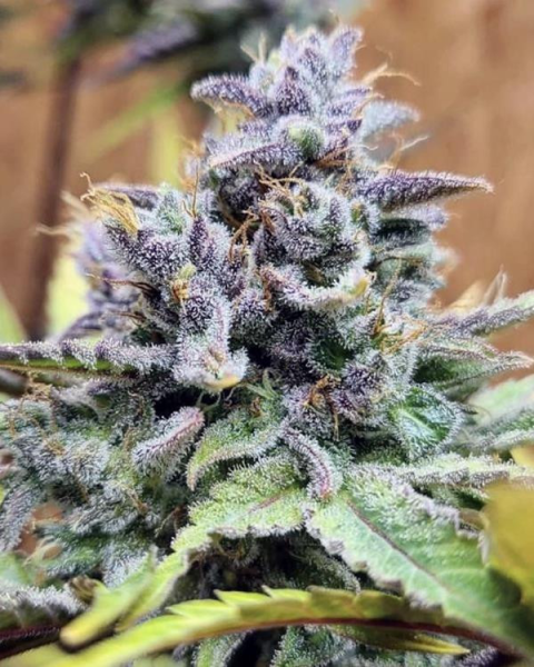 Girl Scout Cookies Auto - THE CALI CONNECTION | TanieSianie.pl