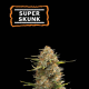 Super Skunk Auto - SEED STOCKERS | TanieSianie.pl