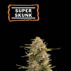 Super Skunk Auto - SEED STOCKERS | TanieSianie.pl