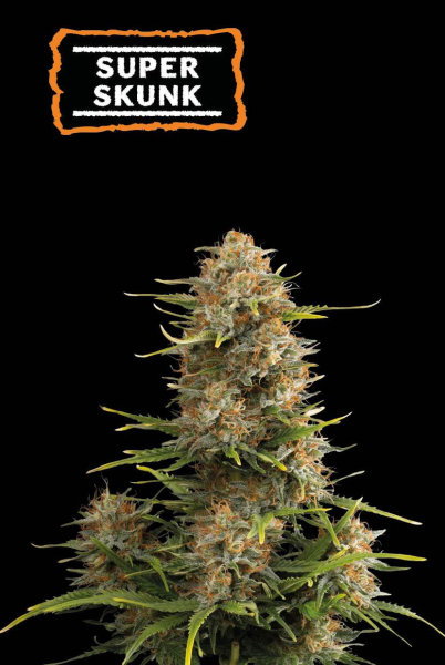 Super Skunk Auto - SEED STOCKERS | TanieSianie.pl
