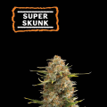Super Skunk Auto - SEED STOCKERS