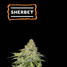 Sherbet Auto - SEED STOCKERS | TanieSianie.pl