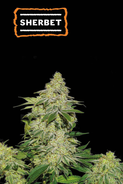 Sherbet Auto - SEED STOCKERS | TanieSianie.pl