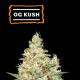 O.G Kush Auto - SEED STOCKERS | TanieSianie.pl