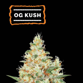 O.G Kush Auto - SEED STOCKERS | TanieSianie.pl