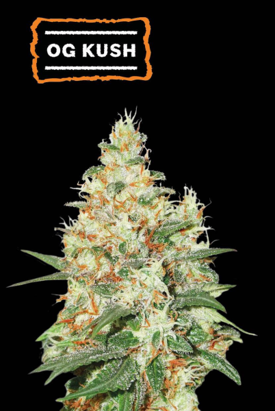 O.G Kush Auto - SEED STOCKERS | TanieSianie.pl