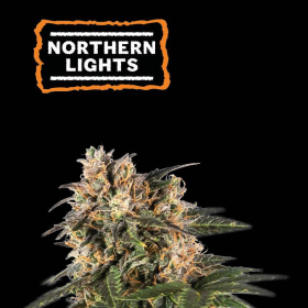 Northern Light Auto - SEED STOCKERS | TanieSianie.pl