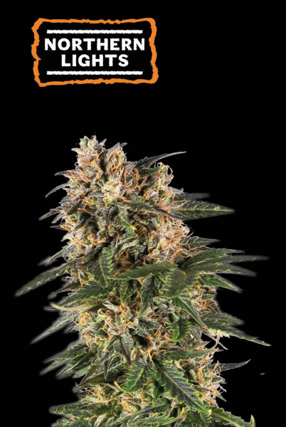Northern Light Auto - SEED STOCKERS | TanieSianie.pl