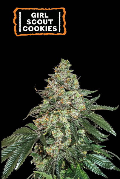 Girl Scout Cookies Auto - SEED STOCKERS | TanieSianie.pl