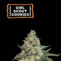 Girl Scout Cookies Auto - SEED STOCKERS
