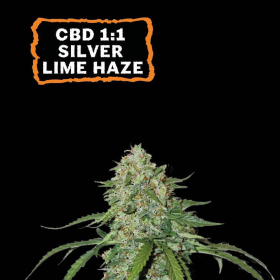 CBD 1:1 Silver Lime Haze Auto - SEED STOCKERS | TanieSianie.pl