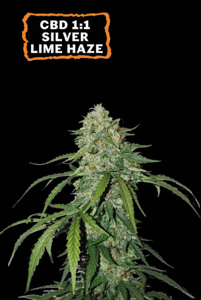 CBD 1:1 Silver Lime Haze Auto - SEED STOCKERS | TanieSianie.pl