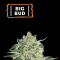 Big Bud Auto - SEED STOCKERS