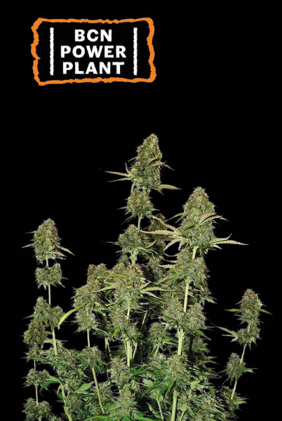 BCN Power Plant Auto - SEED STOCKERS | TanieSianie.pl