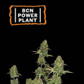 BCN Power Plant Auto - SEED STOCKERS