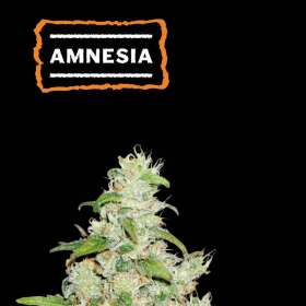 Amnesia Auto - SEED STOCKERS | TanieSianie.pl
